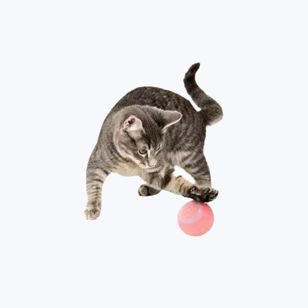 Balle interactive chat