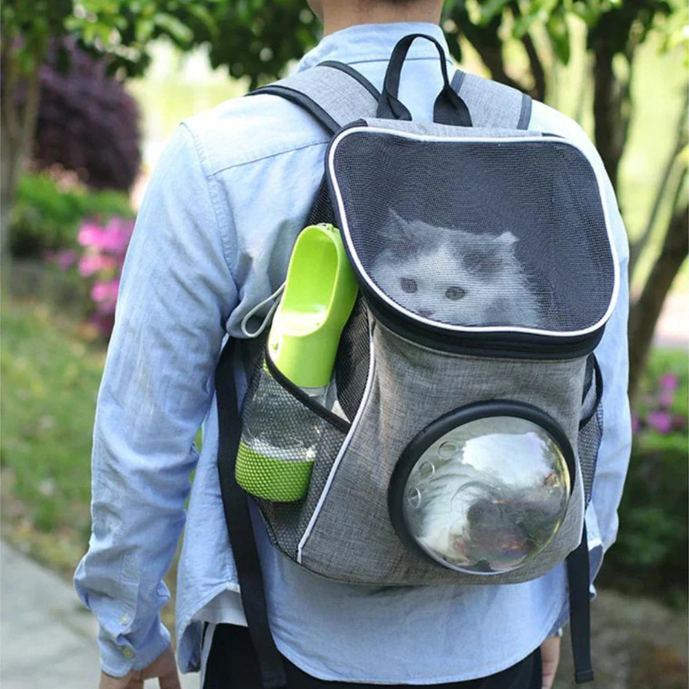 Gourde chat